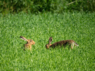 Feldhase (Lepus europaeus)