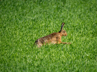 Feldhase (Lepus europaeus)