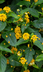 Yellow lantana flower, Lantana acuelatr with blurry background. Common name chapel hill, camara flower.