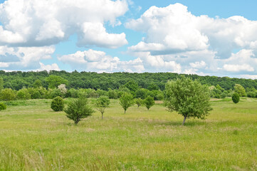 Natur See Baum Enspannung