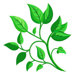 Obraz premium A single branch of a vine with green leaves isolated on a white background. The leaves are lush and vibrant, with a detailed texture. The vine is depicted in a simple, stylized manner, perfect for des