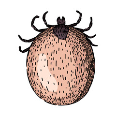 mite tick hand drawn. bite parasite, animal bed, bedbug forest mite tick vector sketch. isolated color illustration