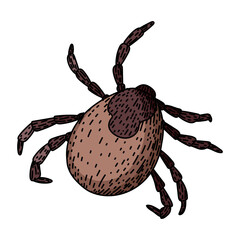 insect tick hand drawn. lyme mite, bite parasite, animal bed insect tick vector sketch. isolated color illustration