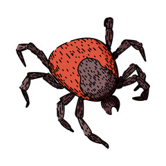 lyme tick hand drawn. mite bite, parasite animal, bed bedbug lyme tick vector sketch. isolated color illustration