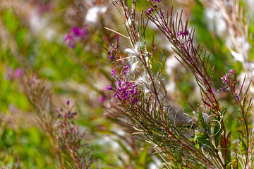 Close-up of pink purple flower in the Swiss Alps at mountain pass Gotthard on a sunny late summer day. Photo taken September 10th, 2023, Gotthard, Switzerland.
