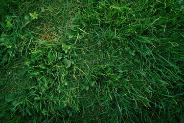 Herbe Verte: Green Grass Background with Coolness in Park or Garden