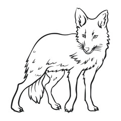 Cartoon coyote drawing with line art style. Simple design outline style. You can give color you want. Coloring book. Vector illustration