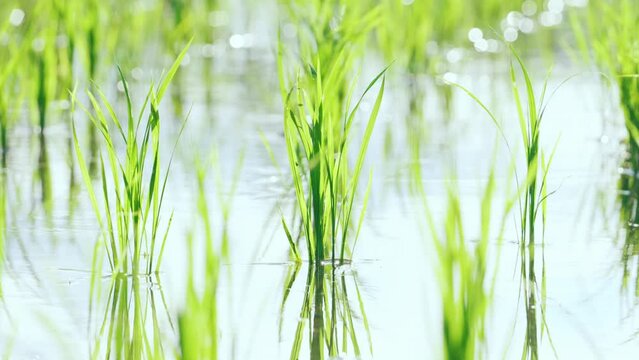 Close up of rice plants in paddy field