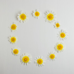 Obraz premium Creative layout of white daisy flower on white background. Minimal spring concept. Flat lay.