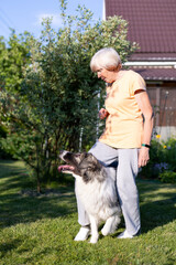 An elderly woman trains a dog in the yard of her home. A large dog, a shepherd mix, follows the owner's commands outside. Selective focus, close-up.