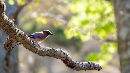 森の中で枝に留まっているカケス