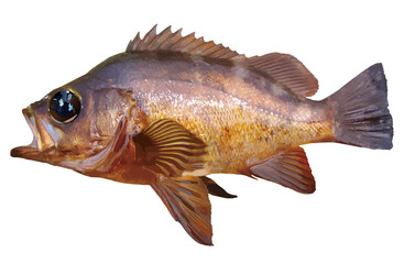 Fototapeta premium 岩礁帯に生息する美味釣魚、大きな目をした黒メバルの魚体をイラスト風にレタッチ加工した切り抜き画像。