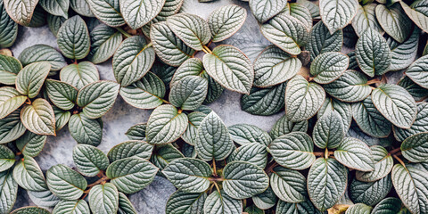 Obraz premium Nature background, green leaf texture