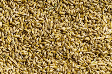 Dry pearl barley background above