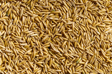 Background of oat grains above