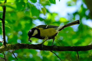 bird on a branch
