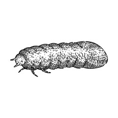 grub chafer hand drawn. lawn silhouette, garden summer, pest worm grub chafer vector sketch. isolated black illustration