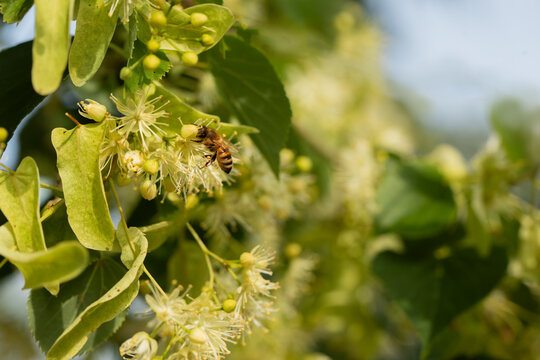 kwiaty lipy podczas kwitnienie, linden flowers