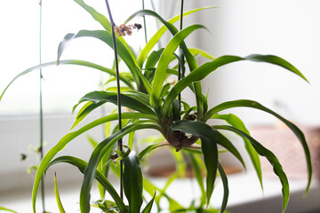 A plant with abundant green foliage is placed on a windowsill