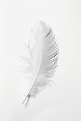 A solitary feather on a blank, white background. 