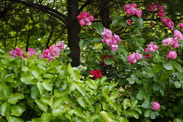 The park is full of flowers and leaves.
