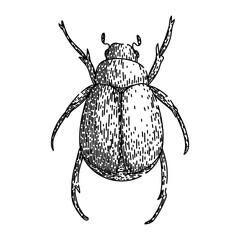 lawn chafer hand drawn. silhouette garden, summer pest, worm compost lawn chafer vector sketch. isolated black illustration