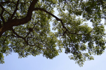 tree branches in the forest