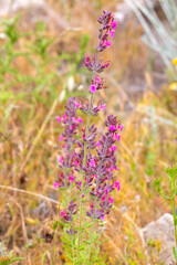 In summer, Teucrium chamaedrys grows in the wild among grasses