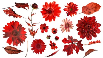 Red dried flower pattern isolated on white background