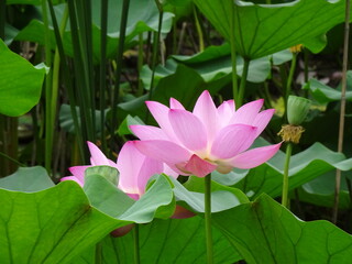 pink water lily