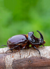 European rhinoceros beetle (Oryctes nasicornis)
