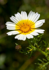 Garland chrysanthemum or Glebionis coronaria blossom. White daisy like, marguerite flower with yellow center. Chrysanthemum coronarium is leaf vegetable, flowering plant in the daisy family