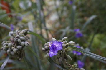 The park is full of flowers, leaves and fruits.