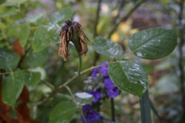 The park is full of flowers, leaves and fruits.