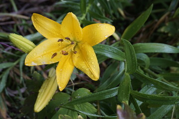 Obraz premium yellow flowers are beautiful