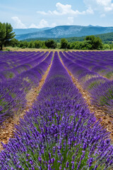 Obraz premium Lavender flower blooming in fields