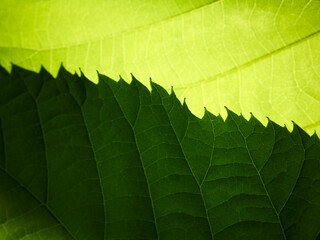Green leaves of tree abstract nature background