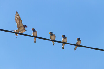 germignies © david delecourt