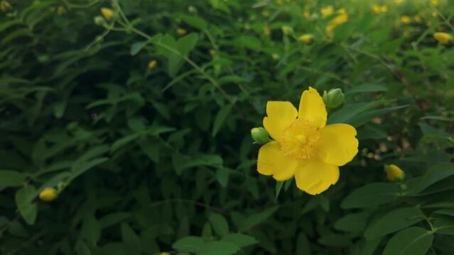 キンシバイの花アップ