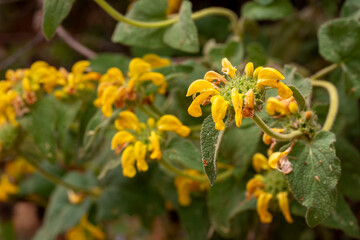 Phlomis russeliana (Jerusalem Sage), Turkish sage, is a species of flowering plant in the mint family Lamiaceae