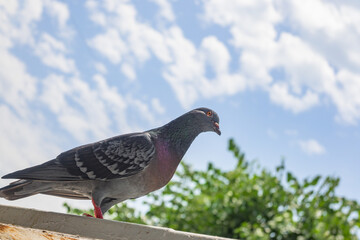 Pigeon on the balcony. 