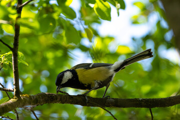 bird on a tree