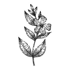 flora periwinkle hand drawn. bowles pink, green common, purple perennial flora periwinkle vector sketch. isolated black illustration