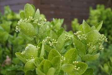 A landscape with green leaves and fruits.