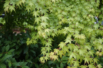 A landscape with green leaves and fruits.