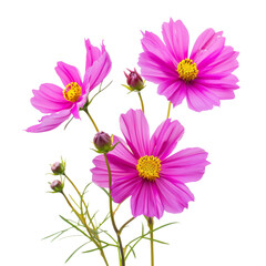 Bright pink cosmos flowers with yellow centers and green stems, isolated on white. Concept of nature, beauty, and simplicity.