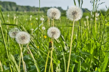 Dandelion, Taraxacum officinale, close-up on blurred background