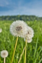 Dandelion, Taraxacum officinale, close-up on blurred background