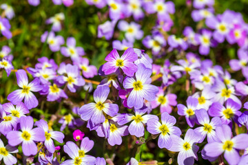 Aubrieta deltoidea or Virginia stock, Malcolmia maritima, is from the Brassicaceae family.