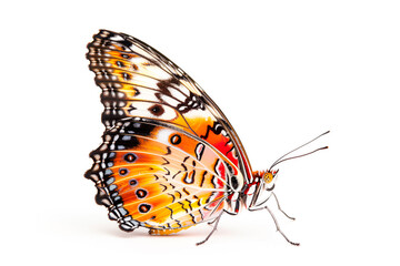 Fototapeta premium Beautiful Real Cethosia Hypsea malay Lacewing butterfly isolated on a white background. Side view